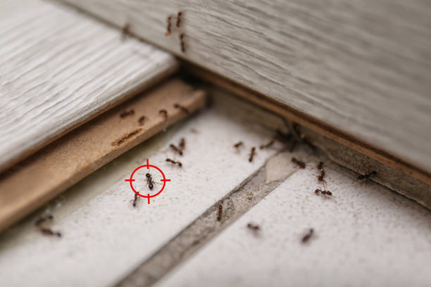 Best Pest Prevention Services  in Tylertown, MS